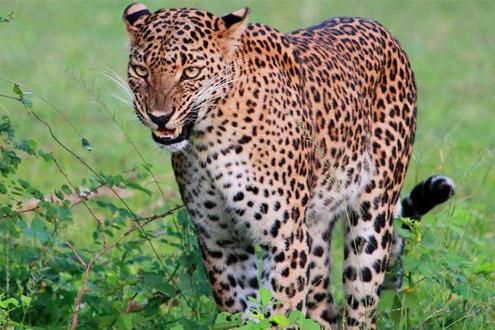Leopard Trails Wilpattu